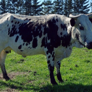 Nguni Cow